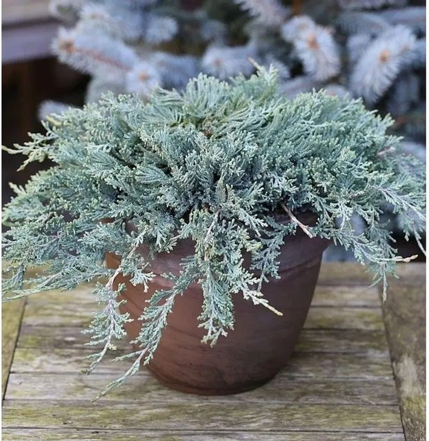 Blauer Kriechwacholder Juniperus horizontalis Bodendecker in Blau, Höhe: 10-15 cm - Bild 1