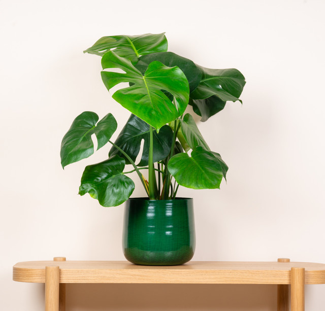 Keramik Übertopf BLUME2000 für Tischdekoration in Grün, Höhe: 23 cm, Breite: 23 cm, Tiefe: 20 cm - Bild 1