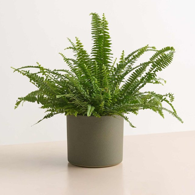 Minimalistischer Keramik Übertopf von BLUME2000 in Grün, Höhe: 19,5 cm, Breite: 17,5 cm - Bild 1