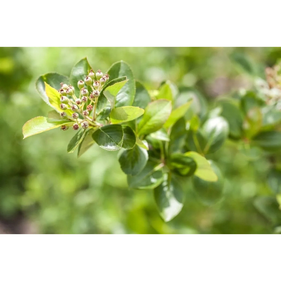 Aronia Melanocarpa Schwarze Apfelbeere von Pflanzen für dich, Höhe: 60–100 cm - Bild 2