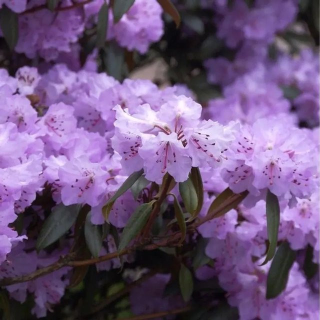 Immergrüner Rhododendron rubiginosum als Wildart für deinen Garten, Höhe: 30-40 cm - Bild 1
