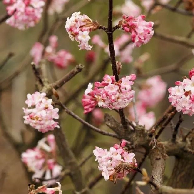 Arborix Winterschneeball Charles Lamont Viburnum bodnantense mit duftender Winterblüte, Höhe: 50 bis 60 cm - Bild 1
