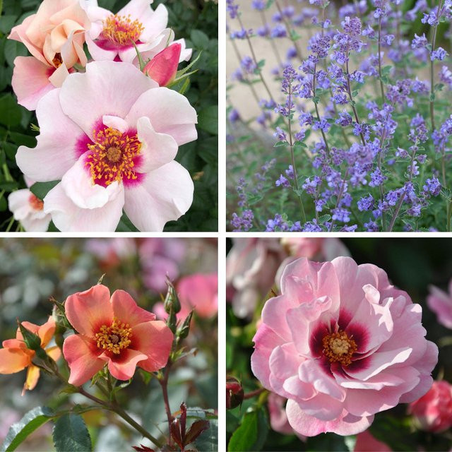 Rosen und Katzenminze Set für dein Beet, 7 mehrjährige Pflanzen in Rosa, Pink, Lila, Rot und Weiß von Mein schöner Garten Shop - Bild 1