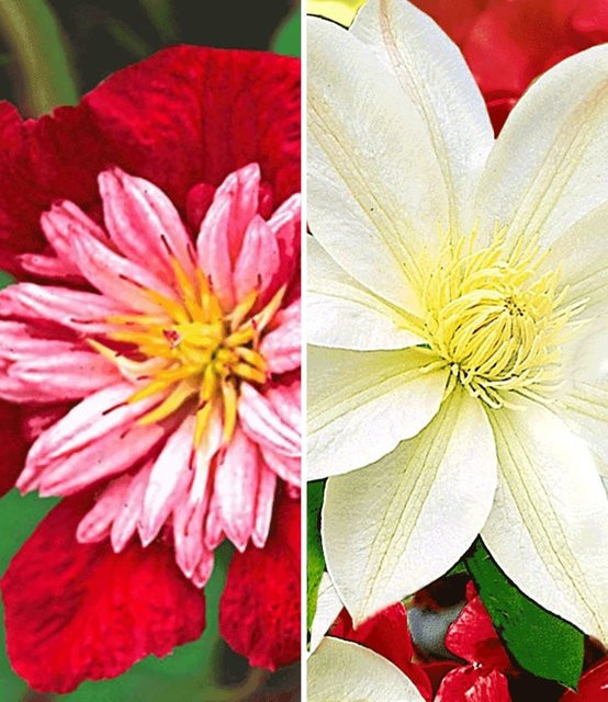Clematis-Sortiment in Rot und Weiß - Bild 1