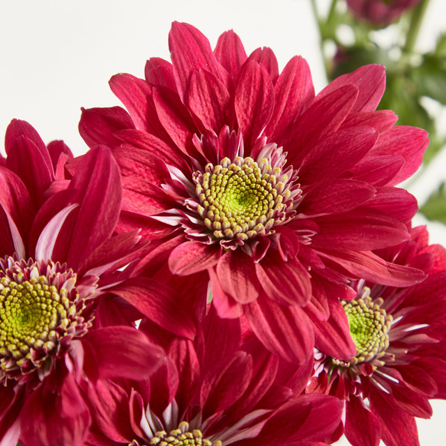 Blume2000 Chrysanthemen Pink - Bild 1
