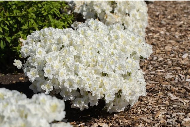 Rhododendron Obtusum Maischnee Weiß als Zierstrauch für Garten und Outdoor, 15–20 cm - Bild 1