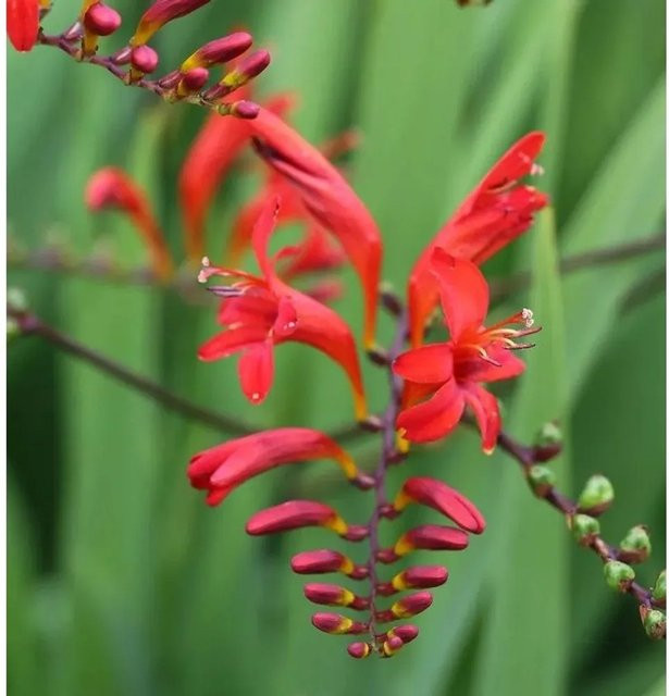 Crocosmia Lucifer rote Schnittblume im großen Topf für deinen Garten - Bild 1