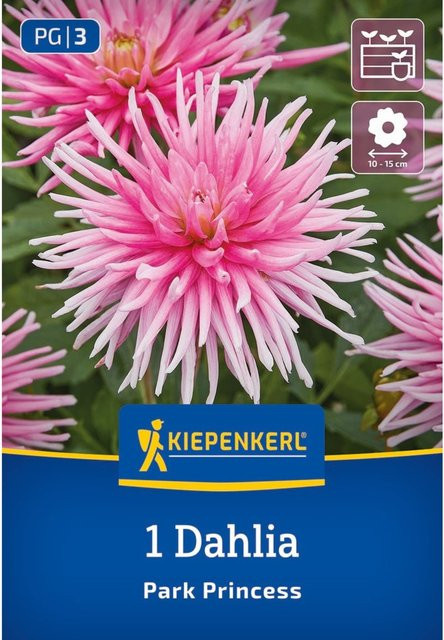 Kiepenkerl Dahlie Park Princess rosa, 1 Zwiebel - Bild 1