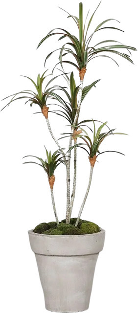 Aplanta Künstlicher Drachenbaum Minor, Höhe: 100 cm - Bild 1