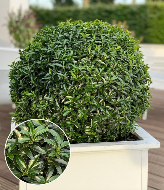 Euonymus Green Empire® Spindelstrauch - Bild 1