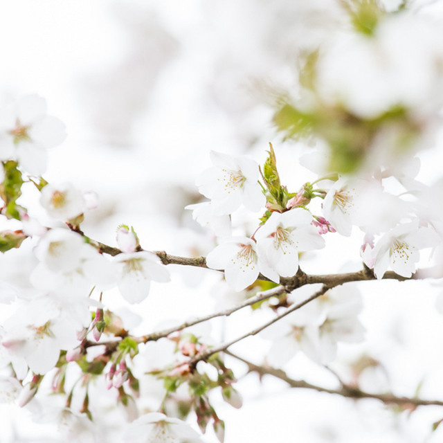 Japanische Blütenkirsche Brilliant in Weiß als Zierstrauch für deinen Garten - Bild 1