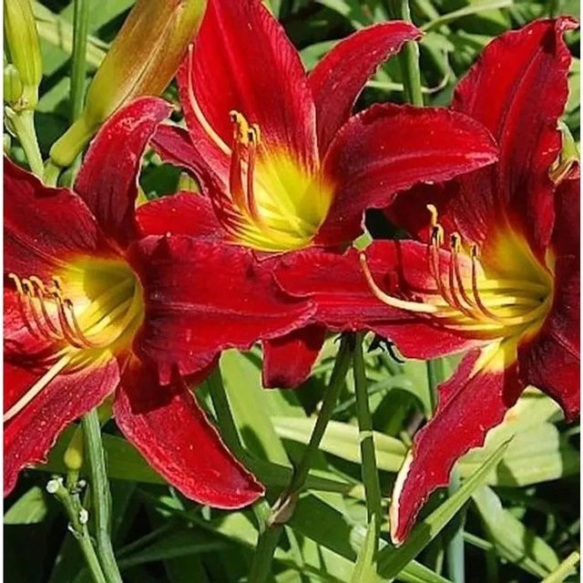 Taglilie King of Hearts Hemerocallis cultorum rote Staude für Beet und Staudengärten - Bild 1