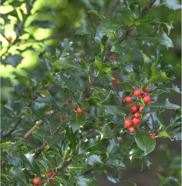 Stechpalme Ilex meserveae Blue Angel Heckenpflanze, Farbe: Blau-Grün, Höhe: 60-80 cm - Bild 1