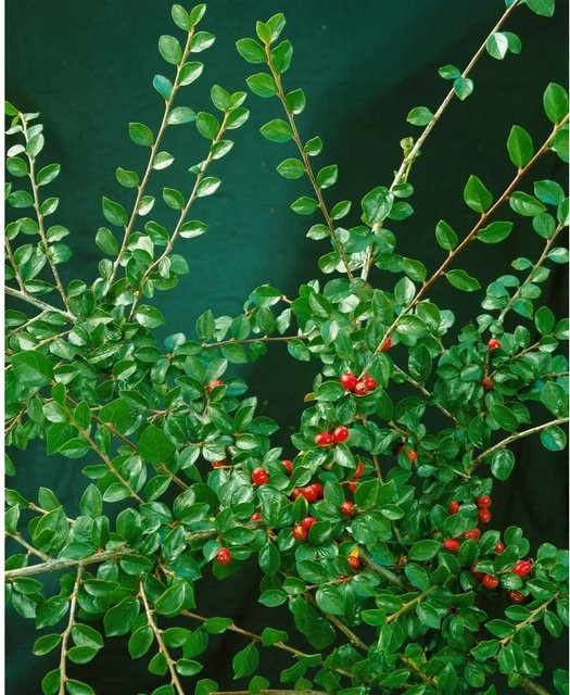 Cotoneaster Divaricatus Strauchmispel als Zierstrauch für den Garten, Höhe: 40–60 cm - Bild 1