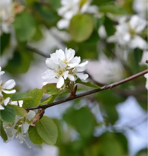 Erlenblättrige Felsenbirne Amelanchier alnifolia Greatberry Garden Strauch, Höhe: 60-80 cm - Bild 1
