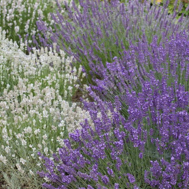 Lavendelgarten Lavandula Set mit 8 mehrjährigen Pflanzen in Blau, Weiß und Violett von Mein schöner Garten Shop - Bild 1