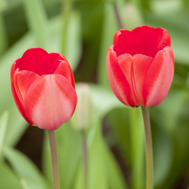 3 rote Tulpen Zwiebeln von BLUME2000 - Bild 1