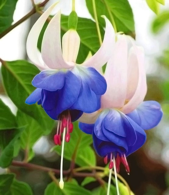 Winterharte Fuchsie Blue Sarah - Bild 1