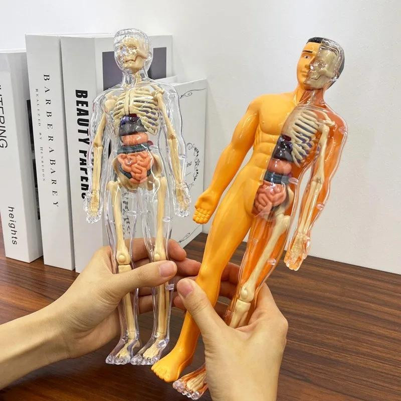 UYAOZHISHANG 3D menschlicher Körper Torso Anatomie Skelett Simulation Organ & Knochen orange - Bild 3