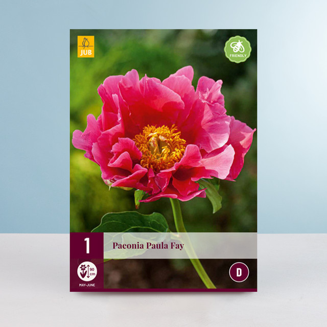 Pfingstrose Paula Fay Rhizom von BLUME2000 - Bild 1