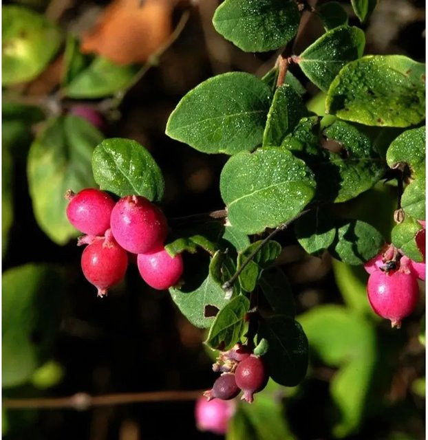 Hochstamm Schneebeere Symphony Rumble Symphoricarpos in Pink, Höhe: 80-100 cm - Bild 1