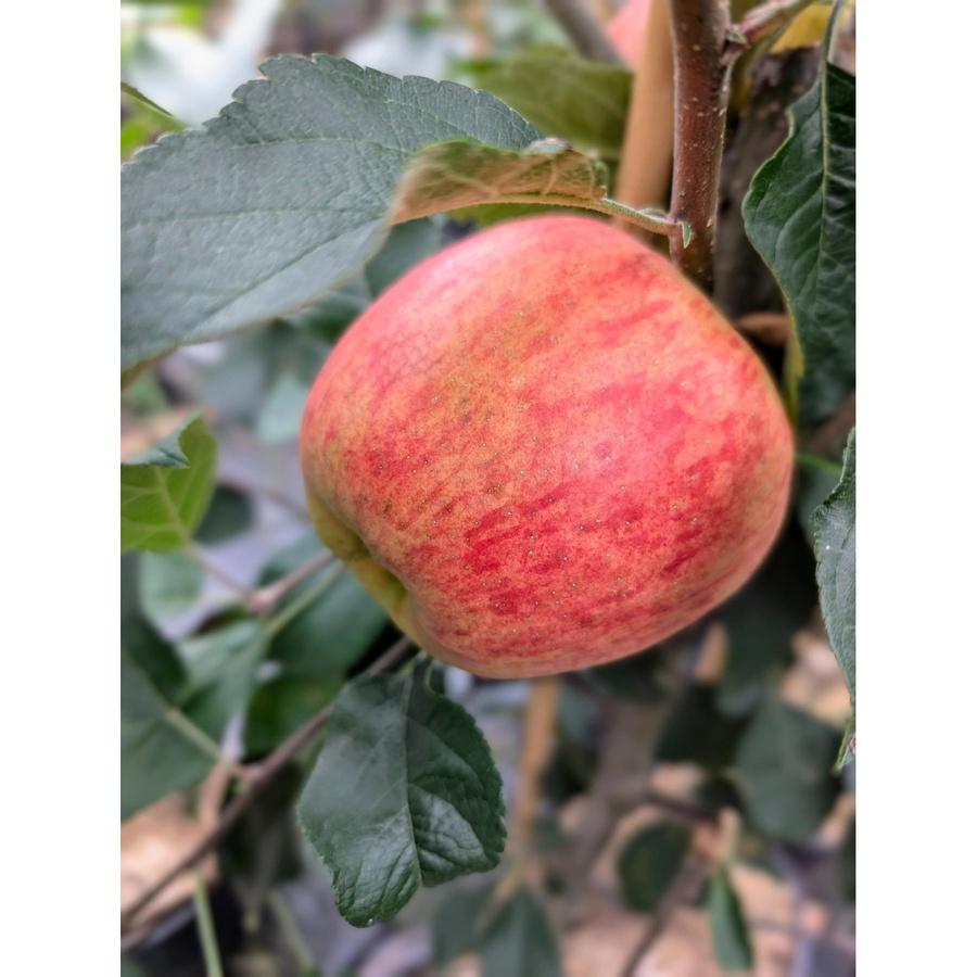 Apfel Rebella® Malus domestica Obstbaum in Rot, Gold und Gelb - Bild 2