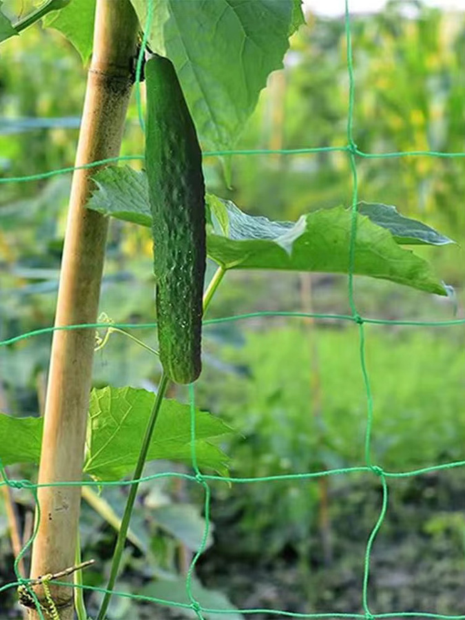 Grünes Garten-Kletternetz aus Polyester als Rankgitter für Blumen, Gemüse und Obst, B: 1,8 m, H: 1,8 m - Bild 7