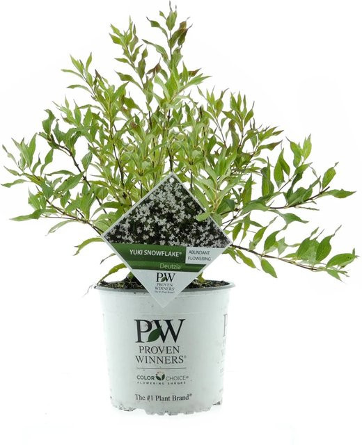 Deutzia Maiblumenstrauch Yuki Snowflake Weiß, Höhe ca. 30 - 40 cm, von Proven Winners - Bild 1