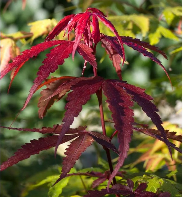 Fächerahorn Red Emperor Acer palmatum in Rot/Purpur, Höhe: 40-60 cm - Bild 1