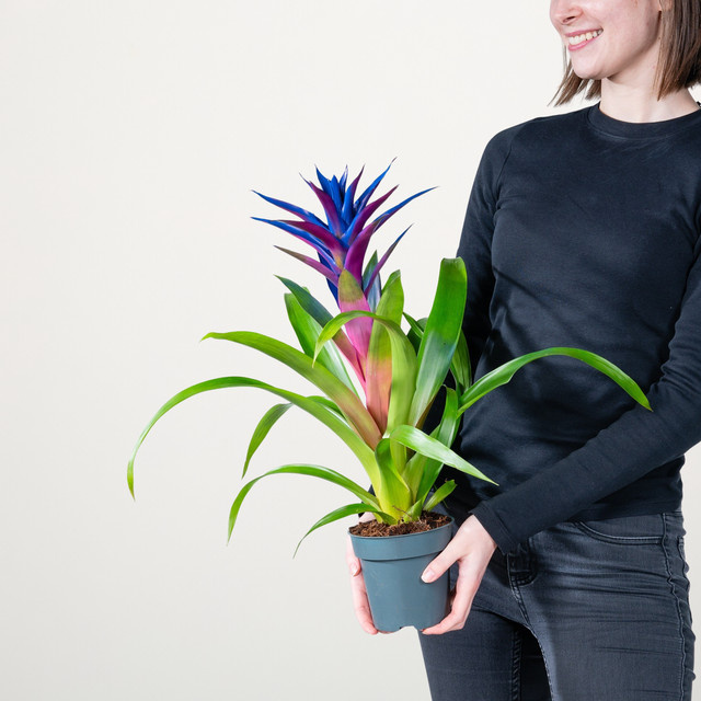 Guzmania Sparkling Blue Zimmerpflanze von BLUME2000 in Blau und Grün - Bild 1