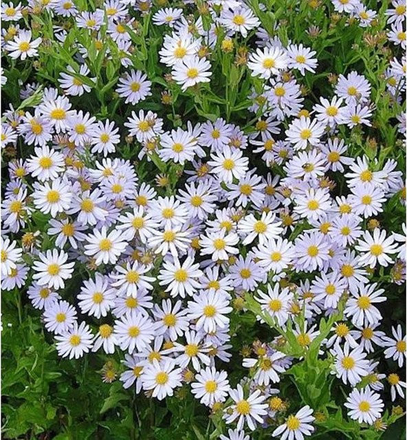 Kalimeris incisa Blue Star - Blaue Beetpflanze für den Außenbereich - Bild 1