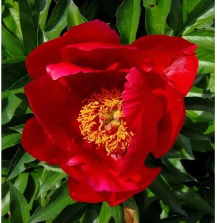 Edelpfingstrose Blaze Paeonia actiflora rote Staude für den Garten