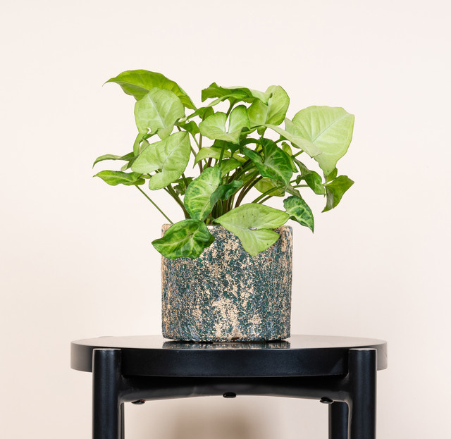 Keramik Übertopf BLUME2000 in Grün und Gold für den Tisch, Höhe: 11,0 cm, Breite: 11,0 cm, Tiefe: 9,5 cm - Bild 1