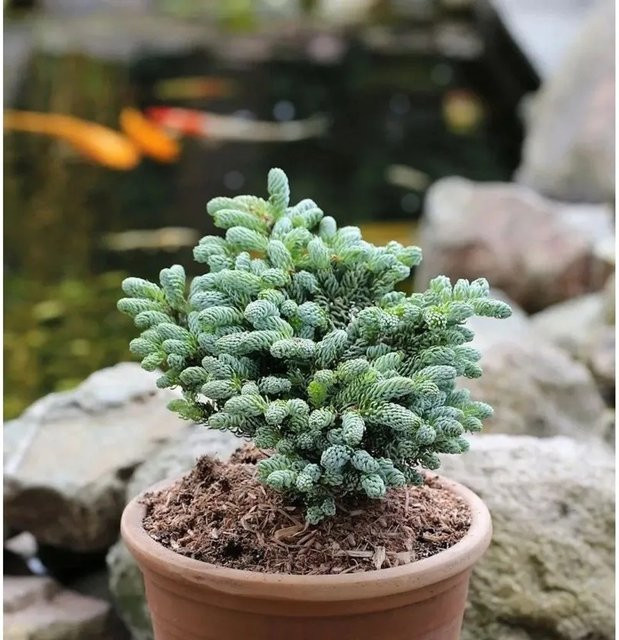 Abies koreana Koreatanne Kohouts Icebreaker Nadelbaum von Die Nr-01.de, Höhe: 15-20 cm - Bild 1
