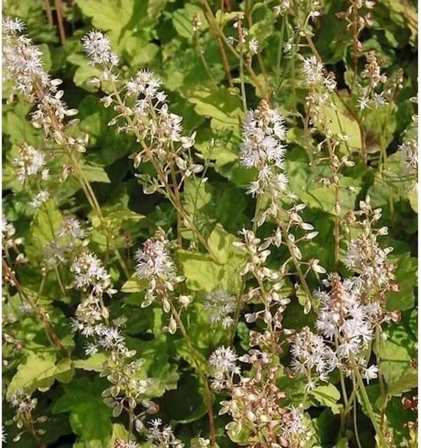 Tiarella wherryi Amerikanische Schaumblüte als wintergrüne Staude für den Außenbereich - Bild 1