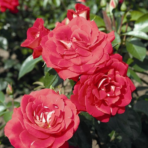 ROSEN TANTAU Beetrose Heimatmelodie Rosa x hybrida mit roten halbgefüllten Blüten - Bild 1