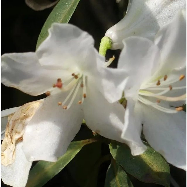 Rhododendron wongii Strauch in Gelb und Grüngelb von Nr-01.de, Höhe: 30-40 cm - Bild 1