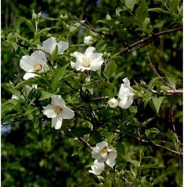 Gartenjasmin Belle Etoile Philadelphus in Weiß für den Garten als Hecke, Höhe: 100-125 cm - Bild 1