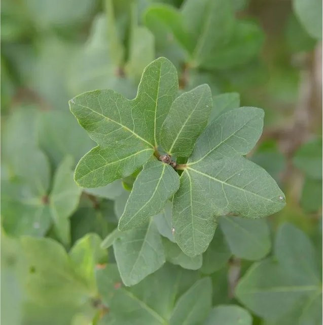 Acer orientalia Ahorn mit grünen und orangen Blättern, Höhe: 80-100 cm - Bild 1