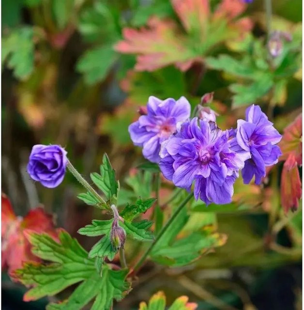 Geranium himalayense Himalayastorchschnabel von Nr-01.de als mehrjährige Staude und Bodendecker für den Garten - Bild 1
