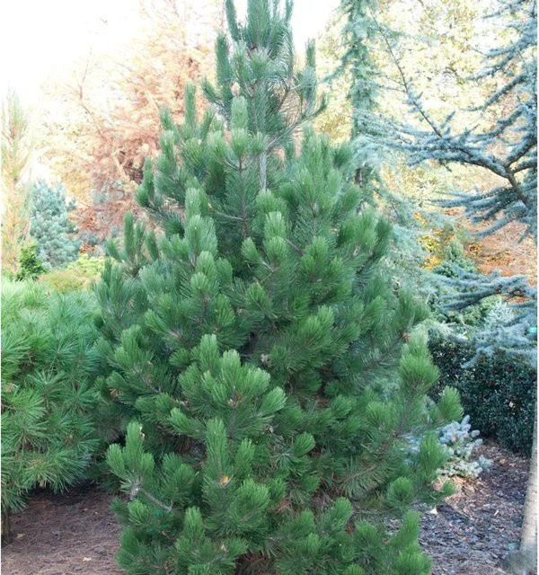 Pinus leucodermis Kiefer von Nr-01.de, grüne Konifere für den Garten - Bild 1
