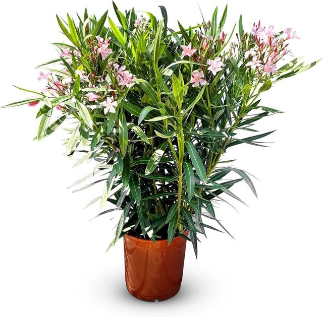 Sunnytree Oleander Nerium Pflanze Rosa, Höhe: 160 cm - Bild 1