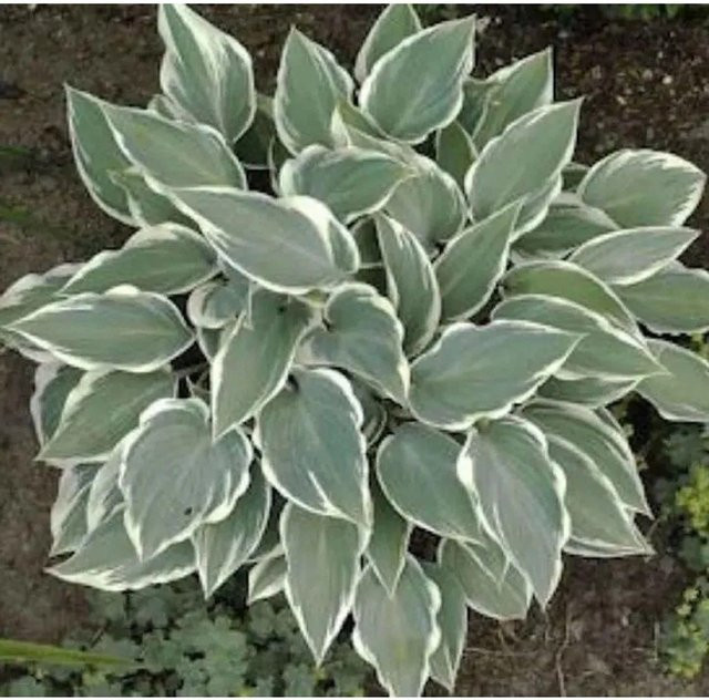 Hosta tardiana Graublattfunkie El Nino - Grüne und graue Staude für den Garten - Bild 1