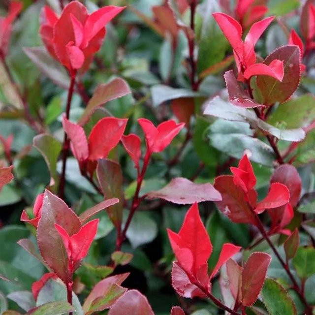 Arborix Glanzmispel Little Red Robin Photinia fraseri als Heckenpflanze im Container mit glänzendem Laub - Bild 1