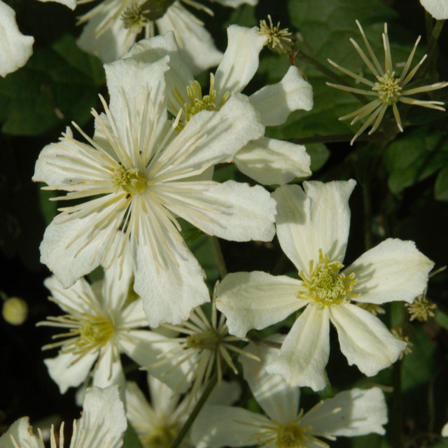 Clematis armandii Kletterpflanze von BLUME2000 - Bild 1