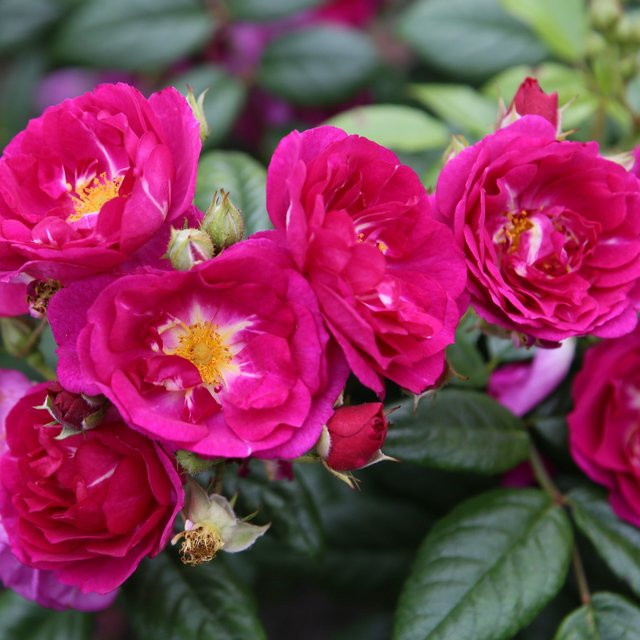 Kletterrose Kordes Ramblerrose Purple Siluetta in Violett/Rosa für Garten und Balkon - Bild 1