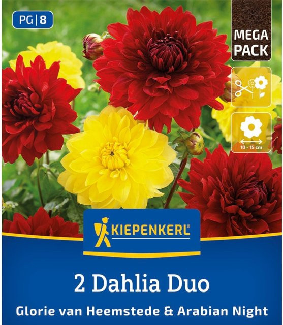 Kiepenkerl Dahlien Duo mit 2 bunten Zwiebeln - Bild 1