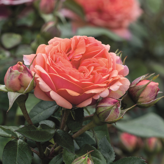 Edelrose Chippendale von Tantau in Rosa mit Blütezeit von Juni bis Oktober - Bild 1