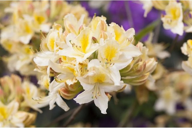Rhododendron Luteum Daviesii Gelb Zierstrauch für den Garten 80–100 cm - Bild 1