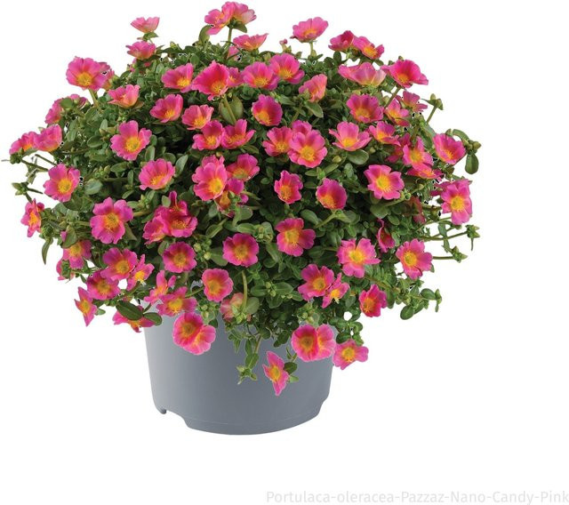 Portulakröschen Pink von Mein schöner Garten Shop als pflegeleichte Beetpflanze und Bodendecker für deinen Balkon - Bild 1